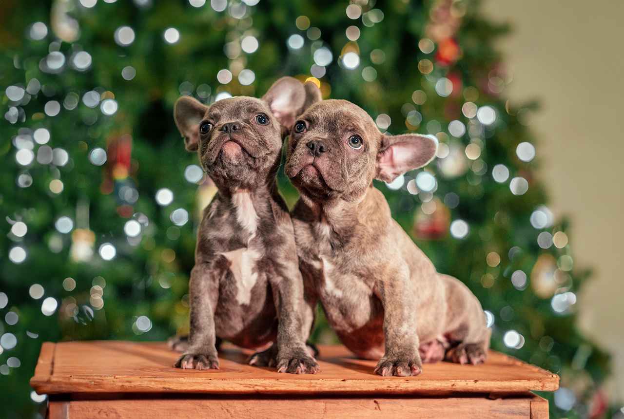 Christmas Frenchton Pups