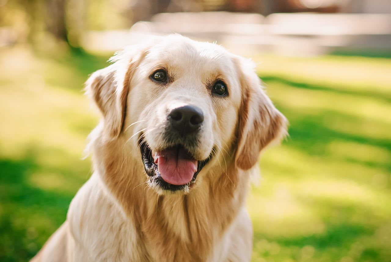 Golden Retrievers Breed