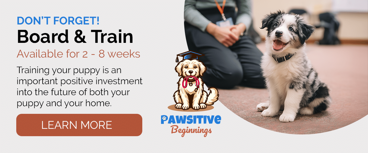 Puppy Training with Pawsitive Beginnings