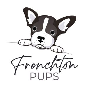 Frenchton Pups