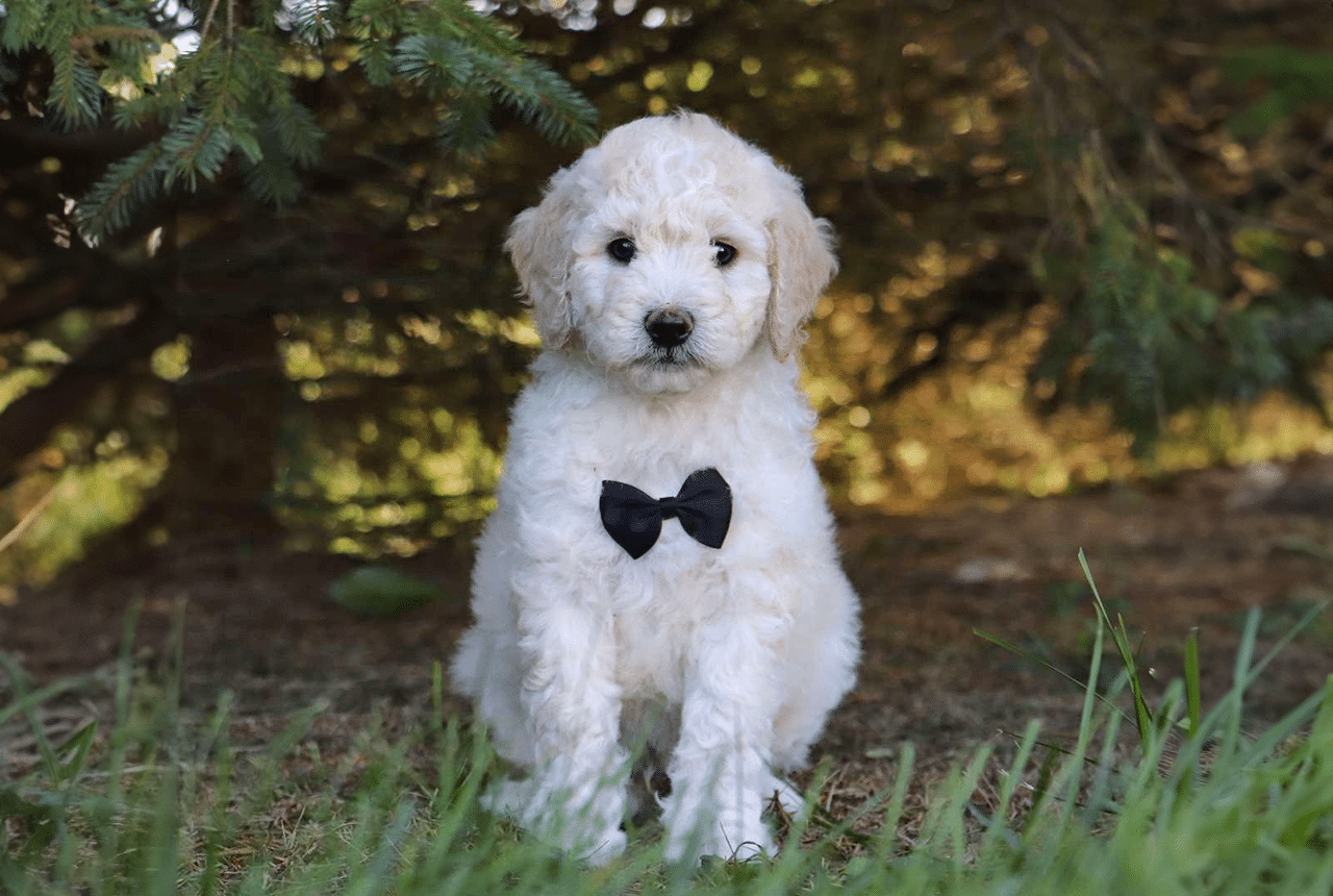 Double Doodle Puppy Huck
