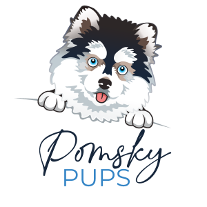 Pomsky Pups
