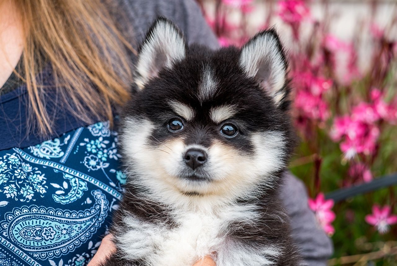 Benefits of Hybrid Dogs