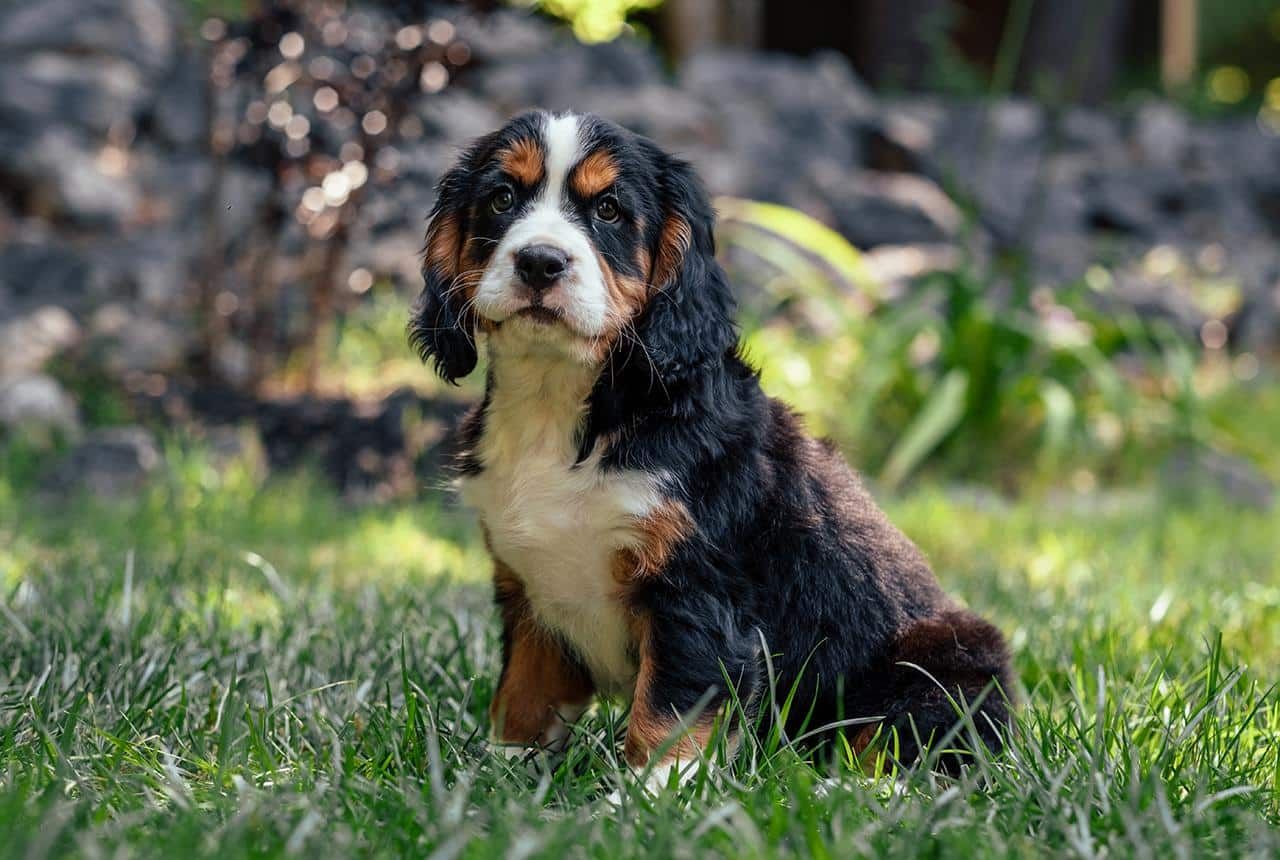 Bernalier puppies for sale is in a field