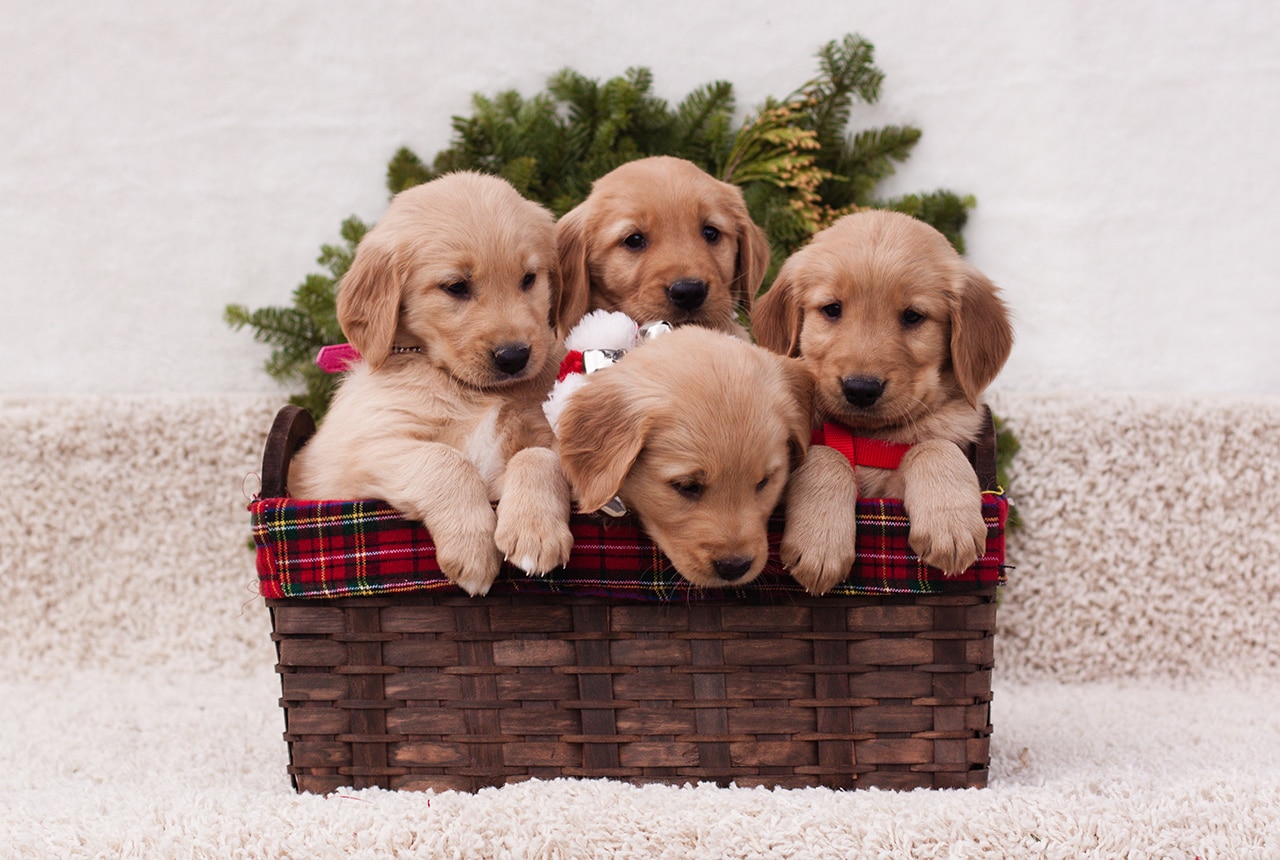 Christmas Puppy