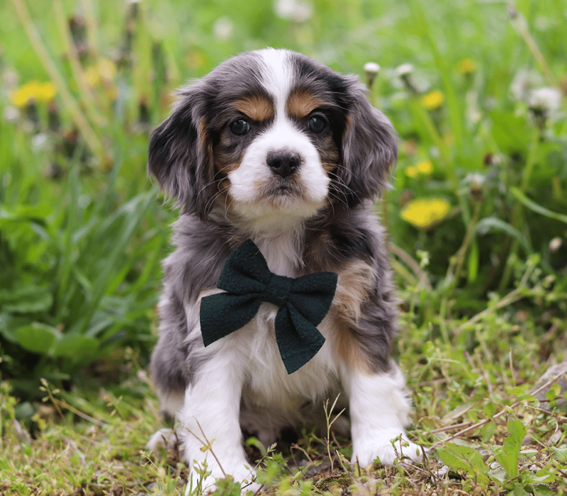 Cockalier puppy - Carl